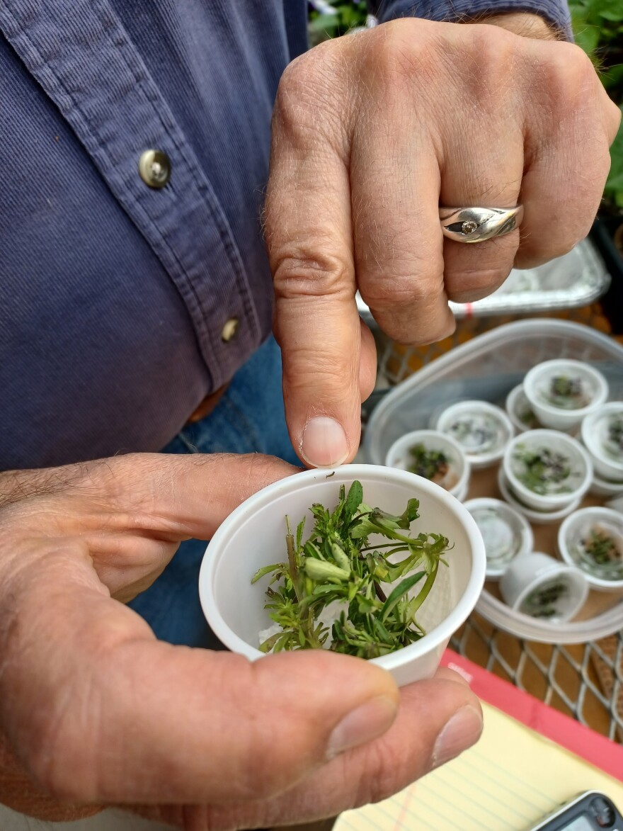 Chris Barnhart points to a tiny regal fritillary caterpillar