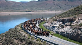 Cattle move along Colorado 149 toward summer pastures May 27, 2024, south of Blue Mesa Reservoir in Gunnison County. At least 1,500 head of cattle used the highway for 3 miles.