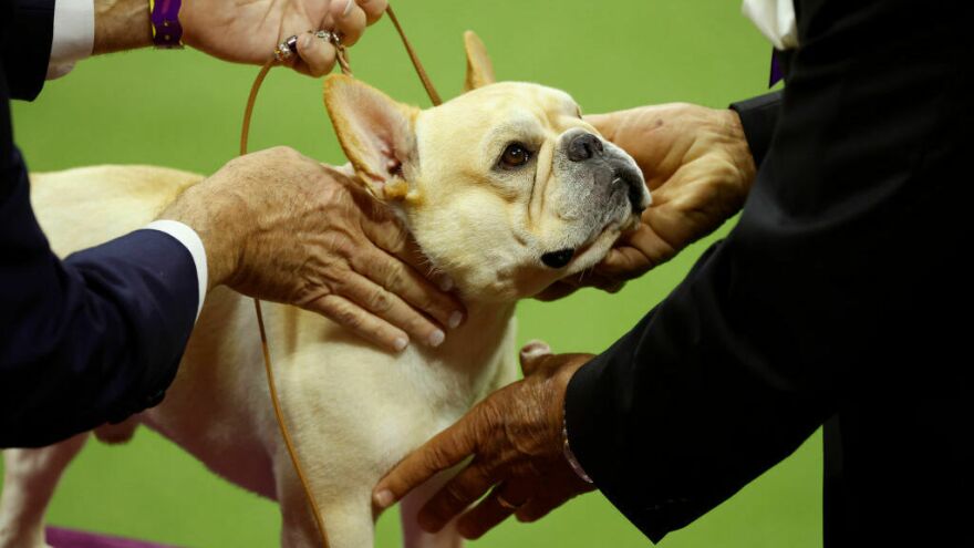 French bulldogs have skyrocketed in popularity. Legislation being considered in New Hampshire could put rules on breeding ones with chronic breathing problems.