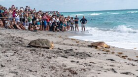 The crowd watches with excitement as two loggerhead turtles make their way into the Atlantic.