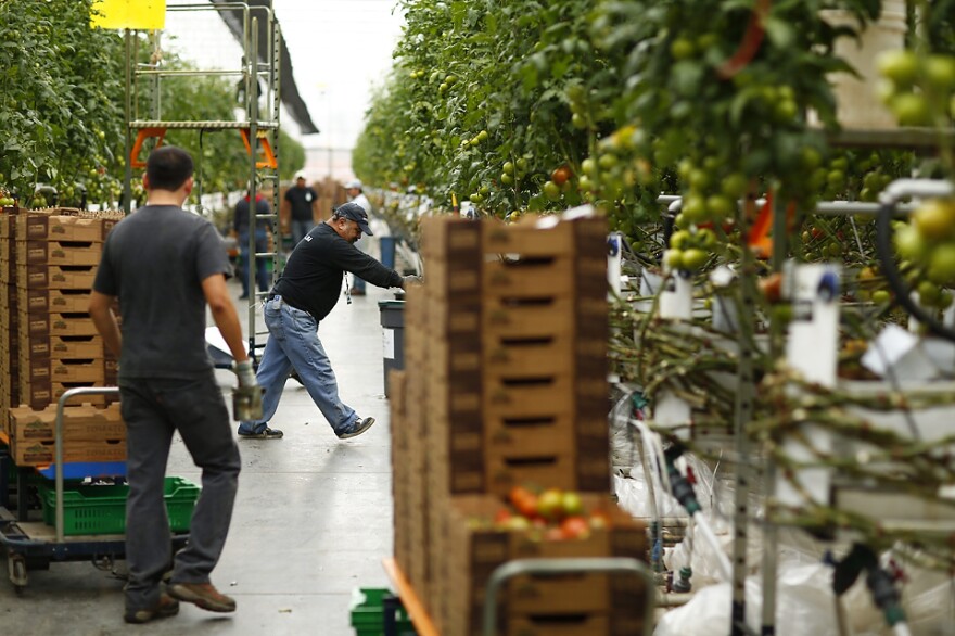 Wholesum Harvest made many changes as part of its fair-trade certification, including switching to carbon-neutral pallets and working to protect an endangered species of cactus.