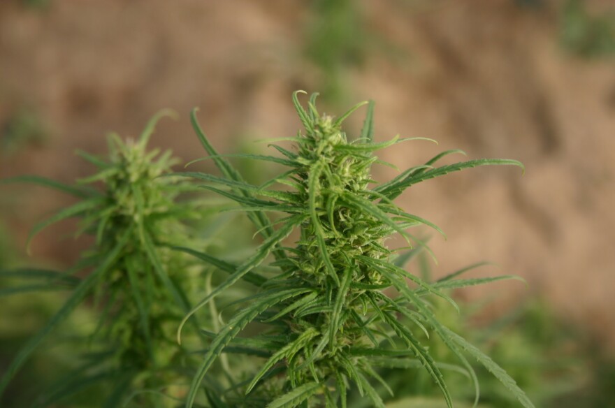 Close-up on a variety of metabolite hemp being grown at the CSU Research Farm in Wilberforce