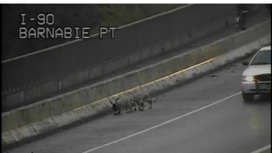 Goose and goslings on I-90 created a sensation.