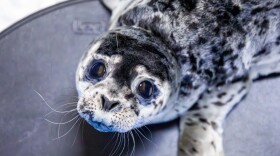 a harbor seal pup