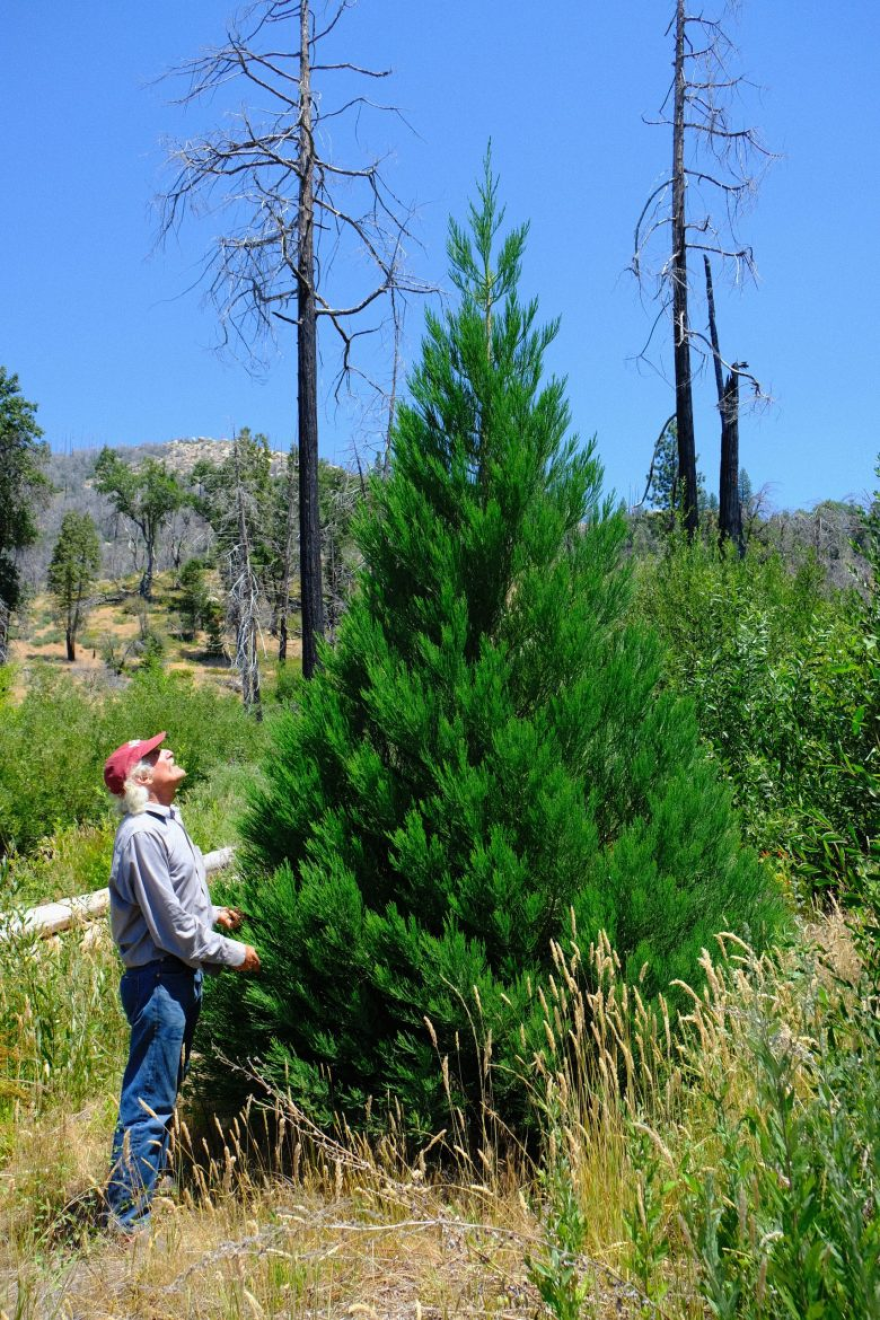 Just 5 years after the Creek Fire, Giant Sequoias planted by hand by Jemmy Bluestein already tower over him as this photo shows.