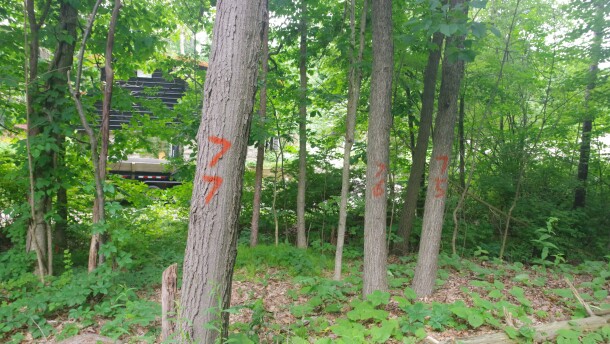 Trees marked with numbers as a part of the Safe Streets for All Initiative sit off the shoulder of North Sprinkle Road in Richland Township. Property owner Kevin Kolk says he isn't sure if this means his trees will be removed, despite trying to reach the Road Commission of Kalamazoo County for clarification.