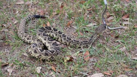 An eastern diamondback rattlesnake is handled during a demonstration at Jonesville Park on April 2, 2026. (Candy Fontana Verde / WUFT News)