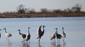 Sandhill cranes in Salt Plains National Wildlife Refuge