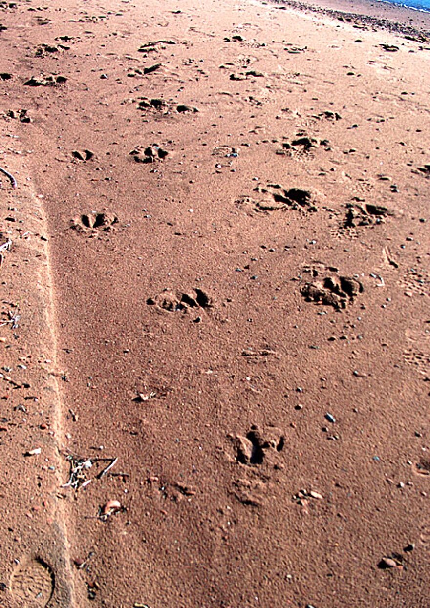 Moose and wolf tracks, Isle?Royale