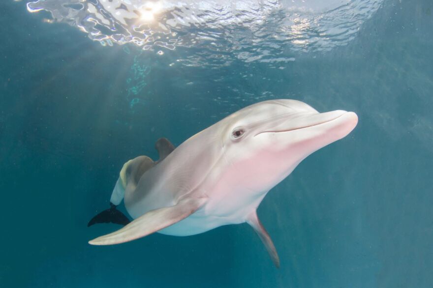 Winter the dolphin