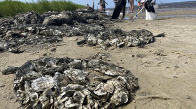 Bags of oyster shells are stacked on the beach to form a "living shoreline" in Carolina Beach State Park.