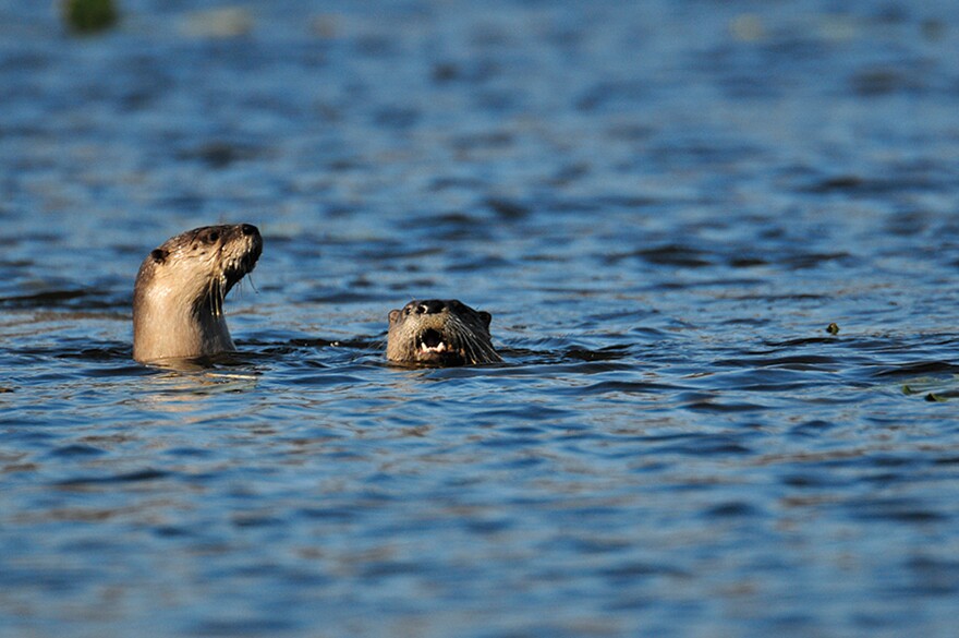 FILE - This November 2009 file photo shows river otters at Tippecanoe River State park near Battle Ground, Ind. Indiana's first river otter trapping season since the furry species was reintroduced to the state in the 1990s following a long absence has seen trappers take two-thirds of the statewide limit less than halfway into the season. State officials authorized the trapping season  Indiana's first for otters in more than nine decades  in early 2015. They set a statewide quota of 600 of the animals for the season that opened Nov. 15, 2015 and ends March 15, 2016. (Frank J. Oliver/Department of Natural Resources via AP, File)