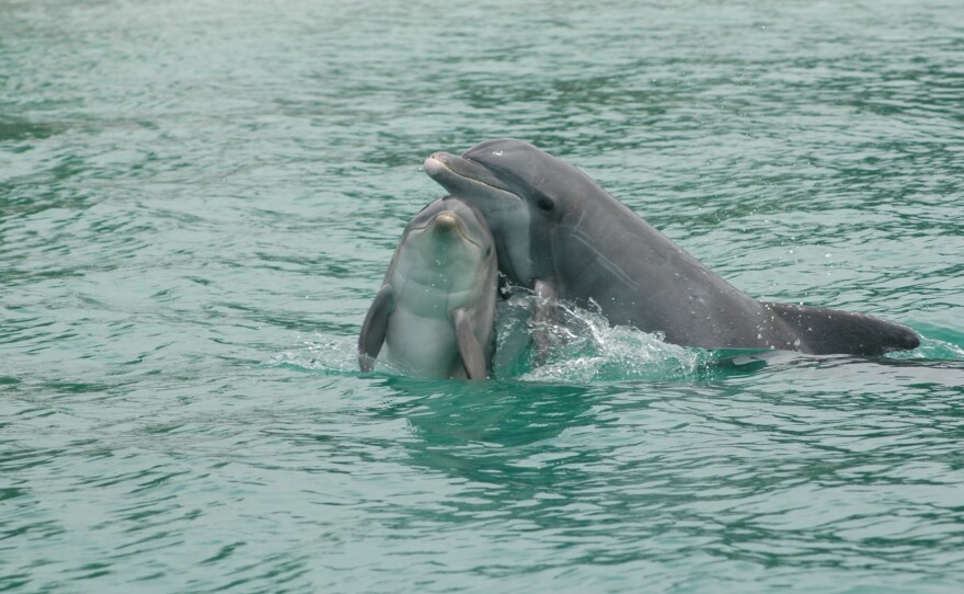 These two dolphins are part of a well-researched population off Sarasota, Fla.