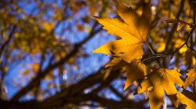 Yellow fall leaves 