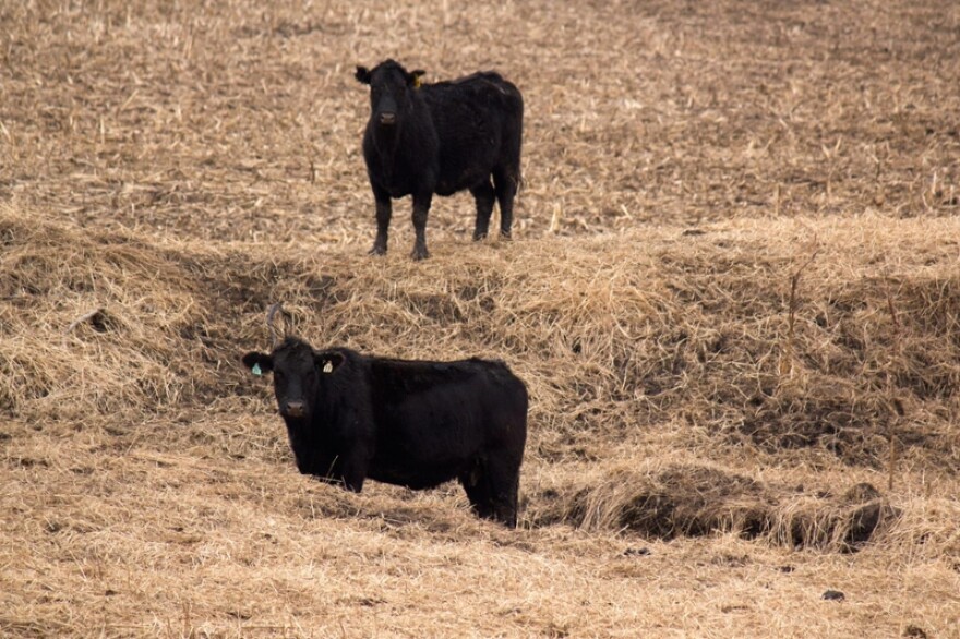 The number of beef cattle in the United States is leveling off after some years of growth.