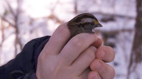Indiana University PhD student Katie Talbott sets a sparrow free at IU's migration research lab.