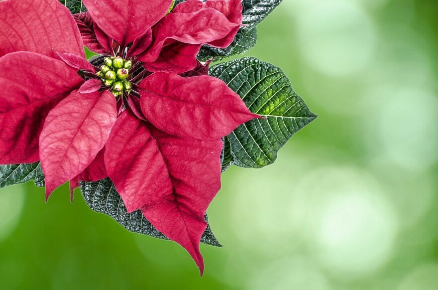 winter gardening