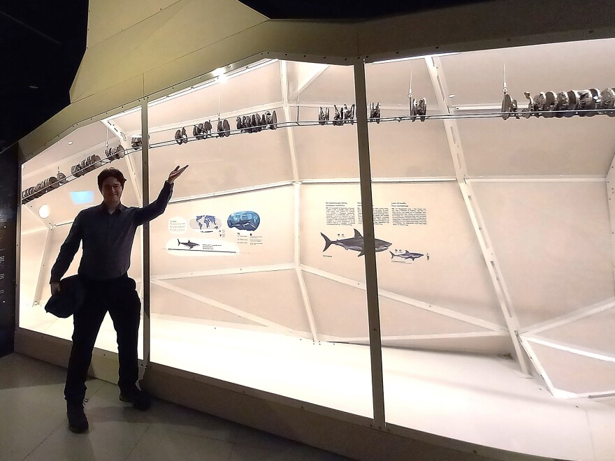 Jack Cooper stands in front of a partially reconstructed Megalodon specimen at the Royal Belgian Institute for Natural Sciences (RBINS) in Brussels.