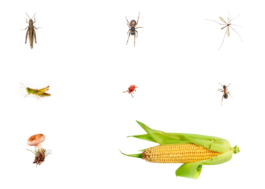 Organisms found in and Iowa cornfield: an ant, one mushroom, a cobweb spider, a half eaten crane fly, a red mite and some grasshoppers.