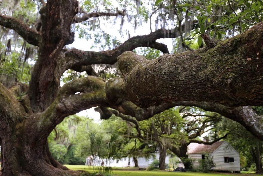 Live oak at Magnolia Plantation and Gardens in Charleston where visitors meet to take the "From Slavery to Freedom Tour" which includes four slave cabins originally built in 1850 and restored. May 17, 2023