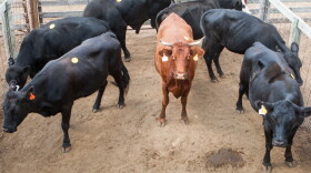Cattle at the Oklahoma City Stockyards.
