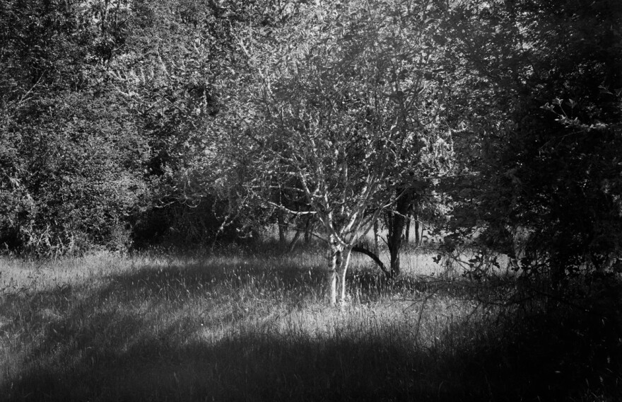 Peaceful Meadow. Walt O'Brien