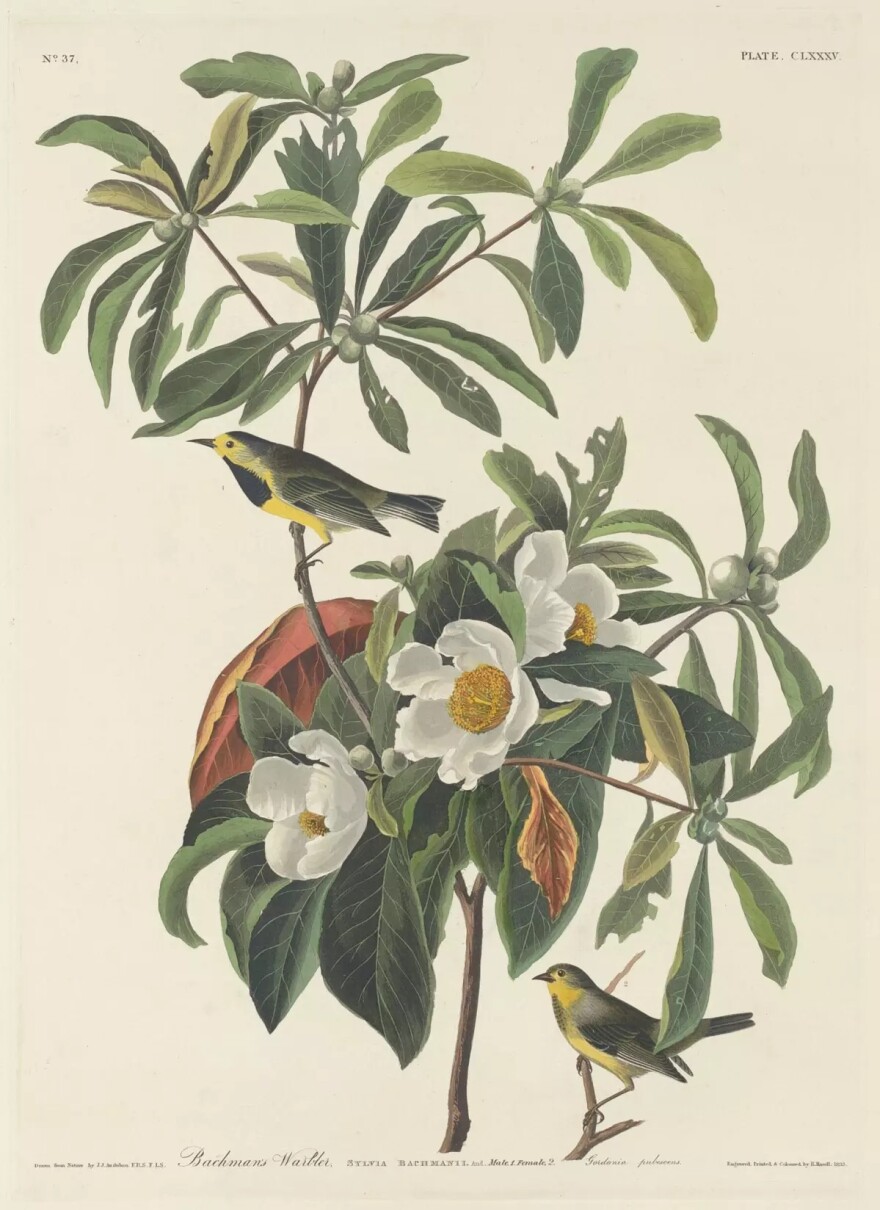 The historical range of the Bachman's warbler included Alabama, Florida, Georgia, North Carolina, South Carolina, and Tennessee.