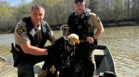 North Carolina Wildlife officers navigated more than seven miles by boat to reach the female eagle found entangled in fishing line.