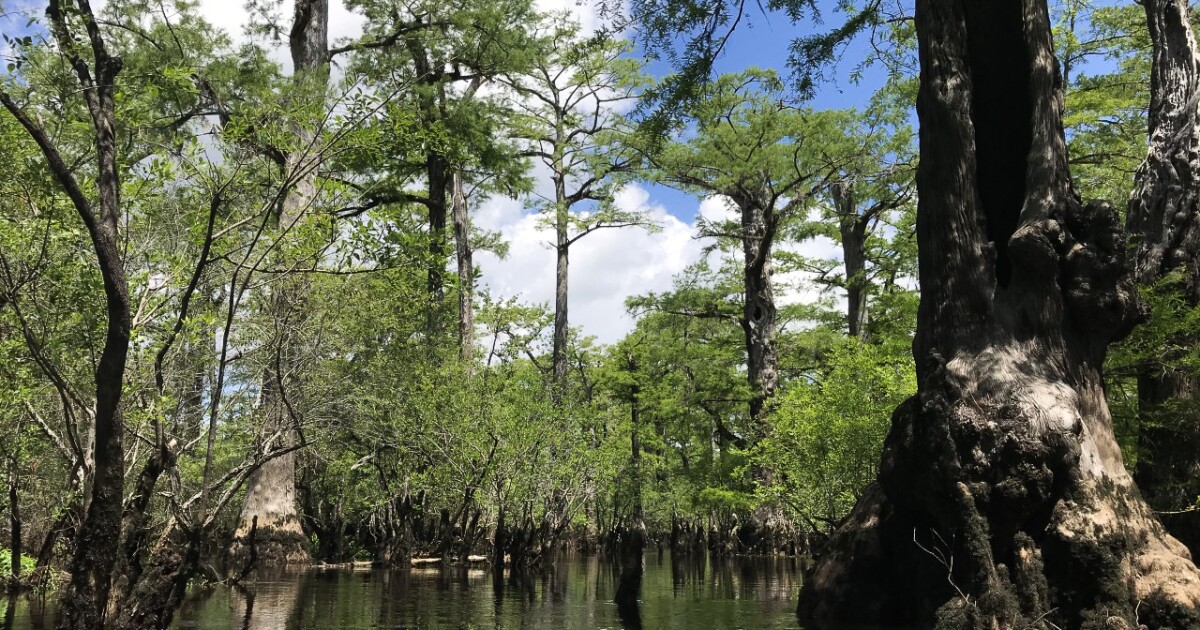 A North Carolina Swamp Unveils An Ancient Forest And Clues To Our