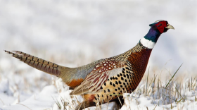 Ring-necked Pheasant. Photo: Jim Urbach/Audubon Photography Awards
