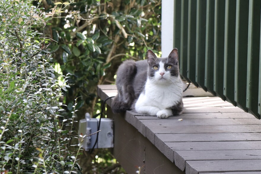 CYM's popular tomcat lounging on the porch near the coffeehouse's entrance.
