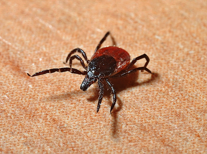 The emerging Bourbon virus is likely spread through tick bites, officials say.