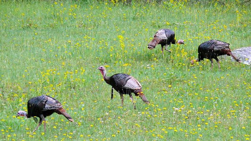 The Indiana Department of Natural Resouces is asking for help counting wild turkeys in July, August.