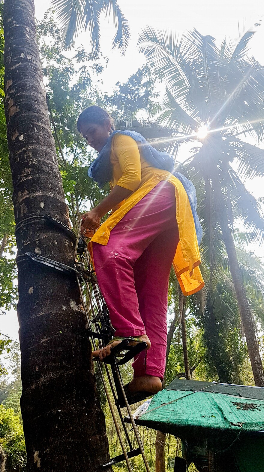 Joshba, 38, a coconut climber who like many people in South India goes by one name, demonstrates her tree-climbing apparatus on a coconut palm in Calicut district, northern Kerala.