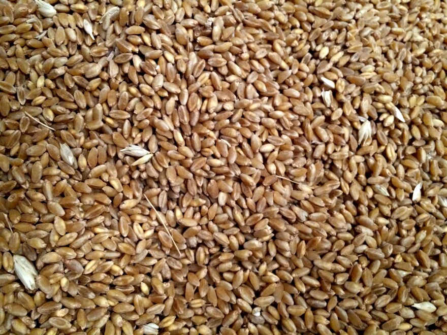 pile of durum wheat