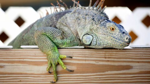 A close-up of an iguana lying on a wooden beam