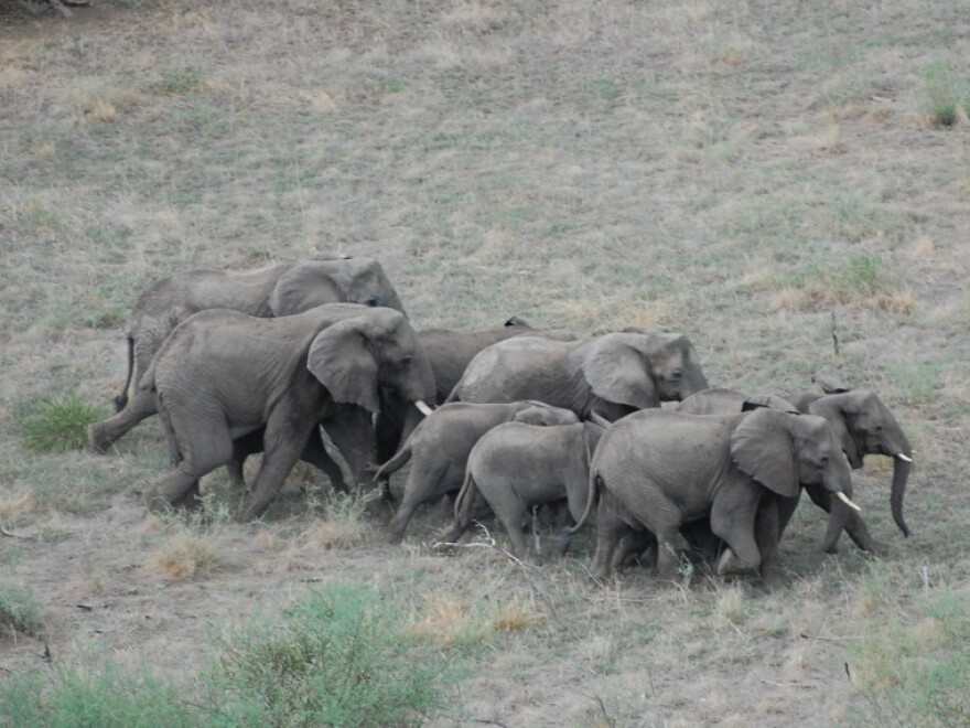 A herd of elephants crosses the bush in South Sudan, which will become the world's newest nation in July. South Sudan relies economically on oil but hopes to someday attract tourists to visit its wildlife.