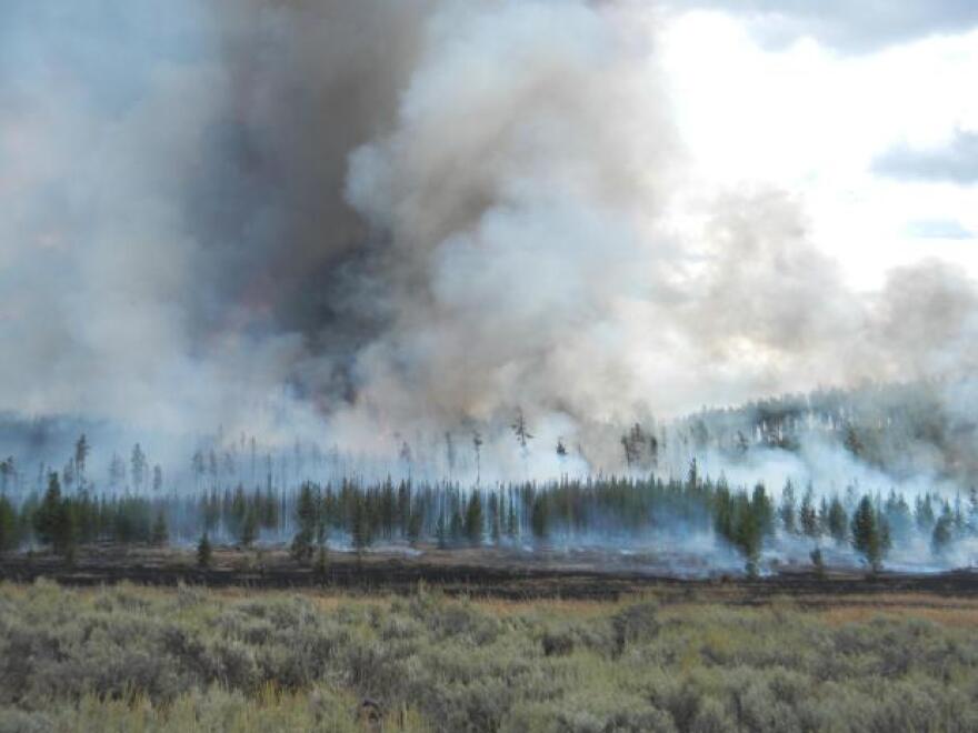 The Maple Fire in Yellowstone National Park burns through a variety of fuels on August 14, 2016