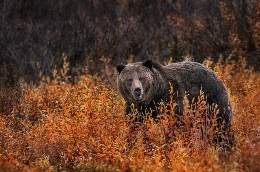 The grizzly bear's "tilling" has important environmental side effects.