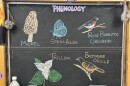 Chalk illustration show a trillium flower, Baltimore Oriole, Rose-breasted Grosbeak, spring azure butterfly, and morel mushroom.