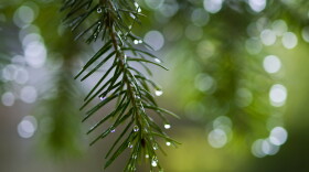 rain trees