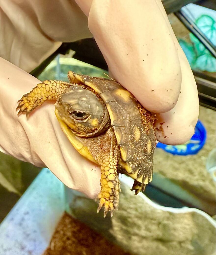An Eastern box turtle hatchling.