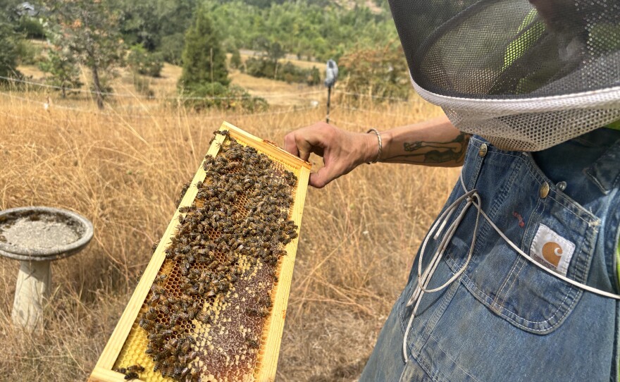 At this point in the season all the bees within the hive are females. The female bees kick out male drone bees as they prepare for the winter. Aug 21, 2026