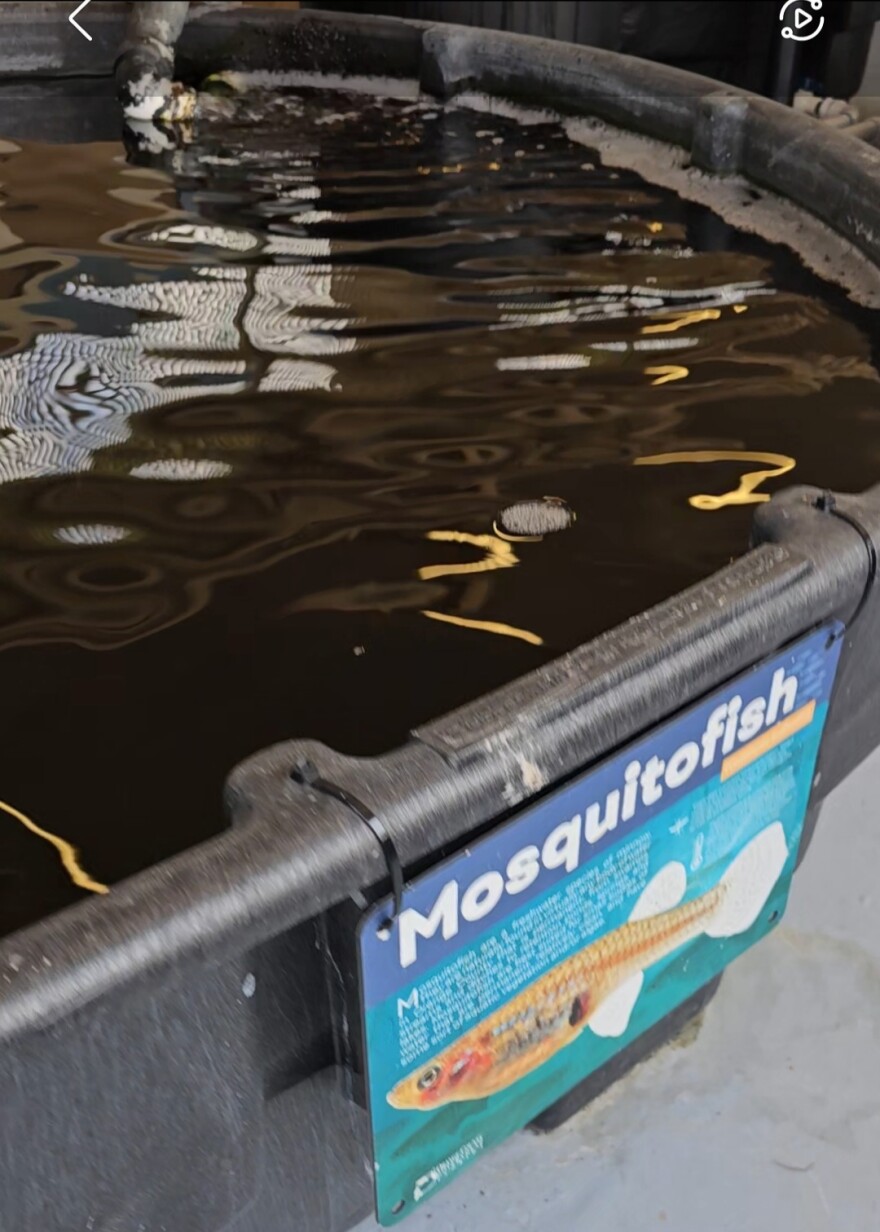 A tank of Mosquitofish at the Orange County Mosquito Control Headquarters. The teams keep the fish, which are freshwater and found naturally all over the county and can survive in many different aquatic environments. The fish feed on mosquito larvae at all stages. The team will place mosquitofish in potentially problematic waters, let them get their fill, and scoop the fish up later.