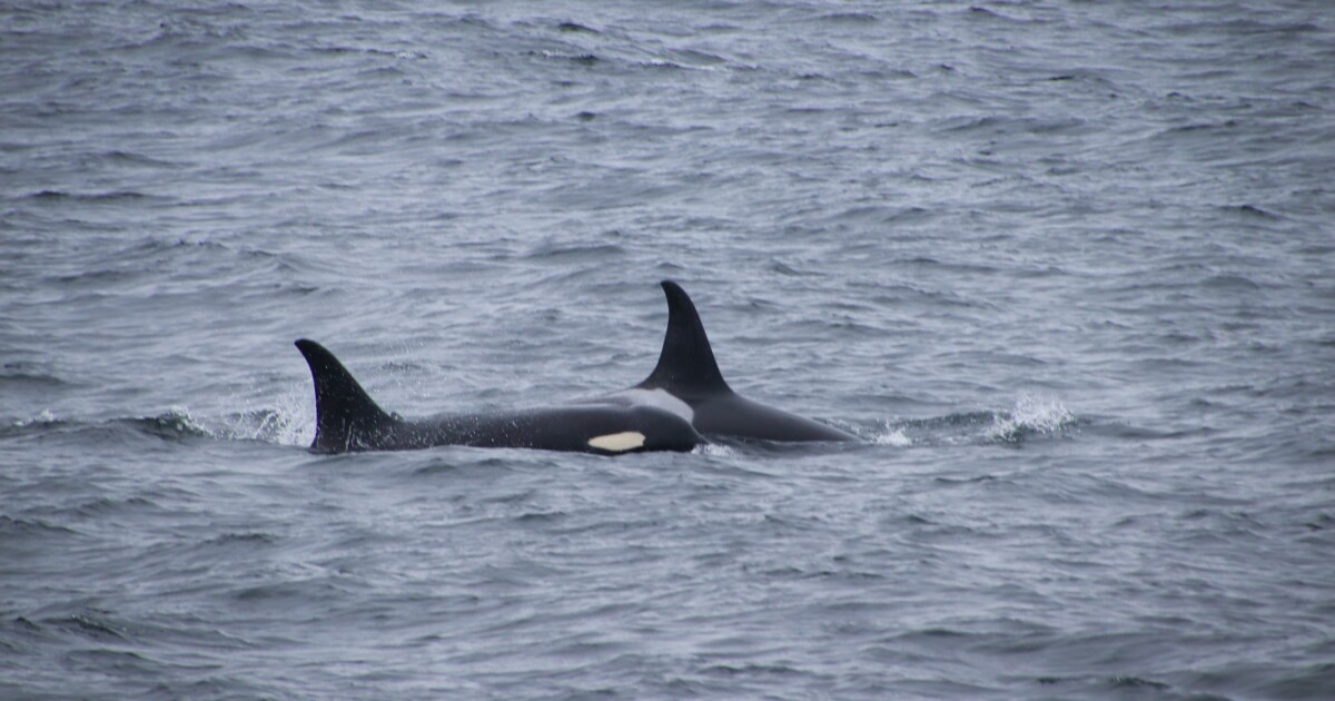 Activists urge reforms after Bering Sea trawlers haul up 9 dead orcas