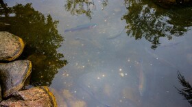 Trout in Charlevoix, Michigan