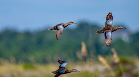 Blue-winged teal are among the several species of birds found in Michigan and are often hunted in state watersheds.