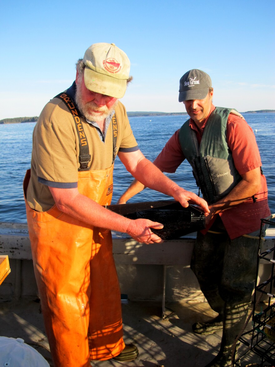 Fisherman Marsden Brewer (left) and researcher Dana Morse are still refining their techniques for sea scallop farming.