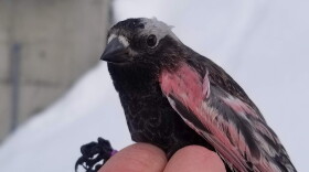 A person's hand holds a small black and pink bird in front of a blurry snowy background.