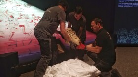 The team with the traveling exhibit, 'Maya: The Exhibition' carefully unpacks the exhibit in March 2020.